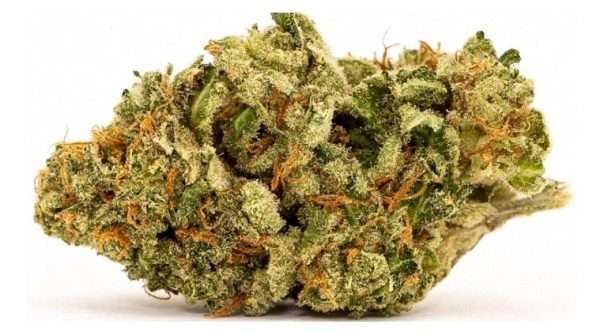 Buy White Widow Online Israel קנה White Widow Online Israel