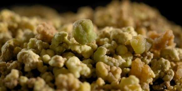 Cloned cannabis cells with 12 times more potency are grown in Israeli bioreactor