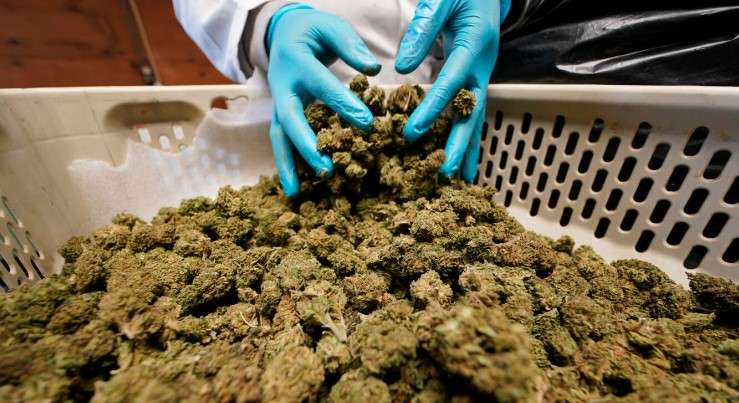Israel cannabis dispensary near me
