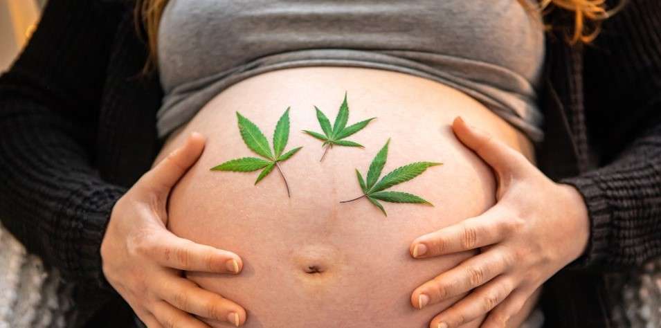 Is cannabis dangerous for pregnant women?
Application for a permit to hold and use cannabis Israel,
Are there marijuana dispensaries in Israel?,
Can you bring CBD oil into Israel?,
How do I get a medical license in Israel?,
How much is weed in Israel?,
How much does a gram of weed cost in Israel?,