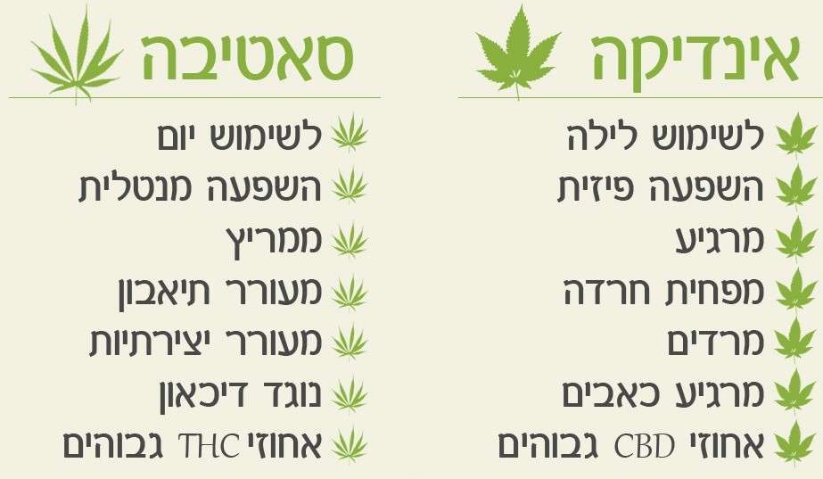 הבדל בין סאטיבה