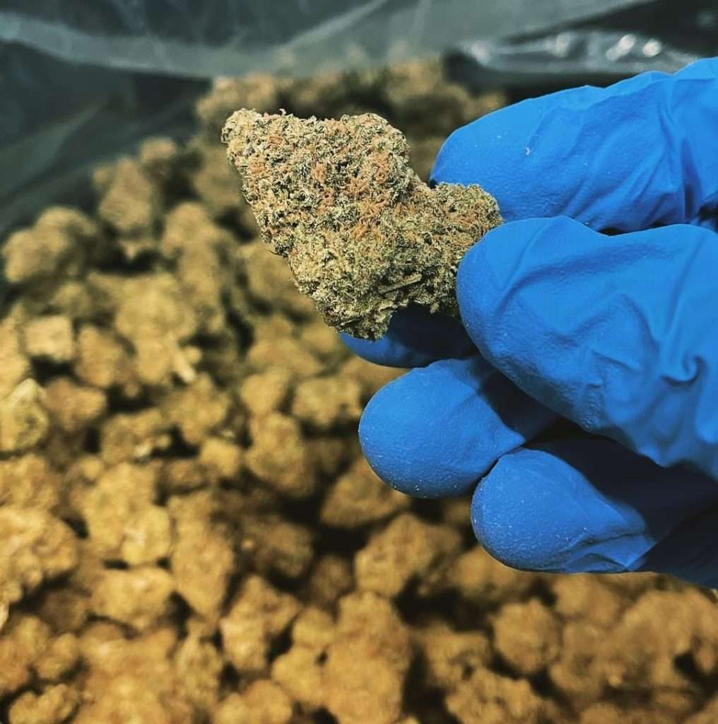 How To Get Weed In EILAt?,How to get cannabis in EILAT 2024,Where to buy weed in EILAT 2024,things to do in eilat,things to do in eilat israel